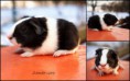 /album/vrh-z-cuy-s-vp-19-2-2015-m-fufik-cute-cavia-rex-t-xando-z-koziho-hradku/z-cuy1-jpg/